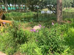-东郊湿地公园