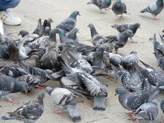 -圣马尔谷圣殿宗主教座堂