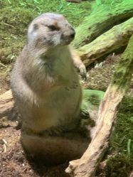 -Zoolung Zoolung动物主题公园(海信广场店)