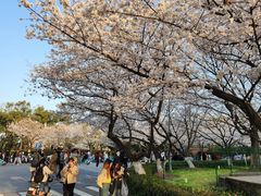 -武汉大学-樱园
