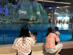 -帝企鹅自助餐厅•儿童岛•真企鹅(长隆企鹅酒店)