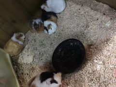 -上海大自然野生昆虫馆(东方明珠·爬宠昆虫探索中心)