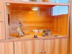 -猫十亿·布偶金渐层·曼基康矮脚猫舍(青年路店)