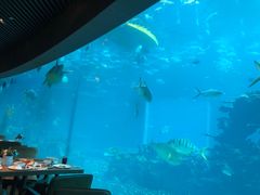 -海棠湾洲际-涛·海底餐厅·美人鱼·自助餐·海底隧道