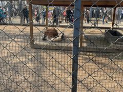 -长白岛森林公园