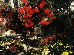 -斐兹洛伊花园