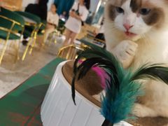 -喵喵咪呀布偶猫咖(春熙路店)