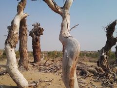 -亿利库布其七星湖沙漠生态旅游区