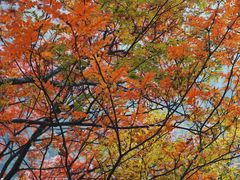 -叠溪松坪沟景区