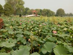 -洪湖生态旅游区