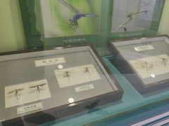 -上海昆虫博物馆
