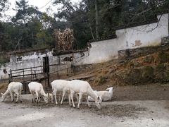 -白鹿洞书院