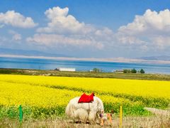 景点-青海湖国家重点风景名胜区