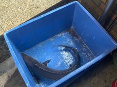 -荣德灶台鱼(圣泉寺店)