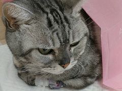 -北京观赏动物医院·24小时大型综合·猫专科·异宠专科