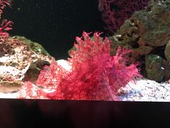 -暹罗海洋世界