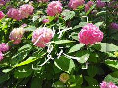 -上海滨江森林公园