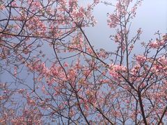 -天适樱花悠乐园