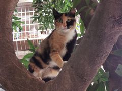 -猫咪派对(江南西店)