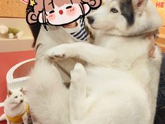 -和它·交个朋友·狗咖猫咖(爱琴海店)