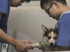 -伟伟宠物医院·CT影像中心·瑞派犬猫综合性门诊(汉口总院)