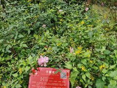 -广西壮族自治区药用植物园