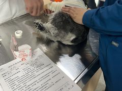 -谐和贝康宠物医院24小时·宠保定点(急重症转诊中心)