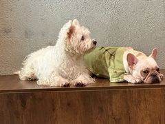 -小狗上班·狗咖·猫咖·小奶狗·摄影(南山店)