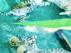-五龙山野生动物王国