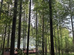 -黄海国家森林公园