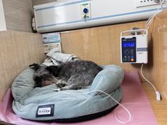 -北京观赏动物医院·24小时大型综合·猫专科·异宠专科