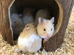 -怪兽屋·羊驼·猫咖·狗咖(俊华广场店)