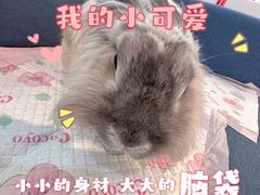 -北京观赏动物医院·24小时大型综合·猫专科·异宠专科