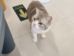 -平行世界·猫咖(首经贸店)