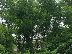 景点-杭州半山国家森林公园