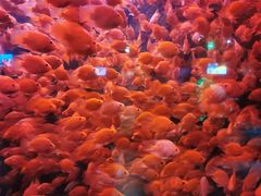 -太平洋海底世界