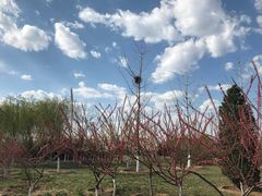 -永定河休闲森林公园