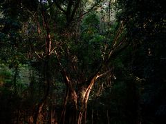 -深圳仙湖植物园