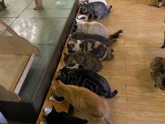 -萌喵咖啡屋(人民东路4号口M16商铺店)