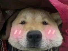 -傣妹火锅(狮子桥店)