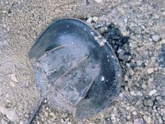 -红树林天天赶海