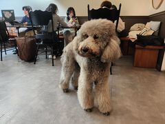 -沏点Trattoria意大利餐厅(新街口店)
