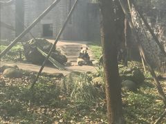-都江堰中华大熊猫苑