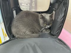 -北京观赏动物医院·24小时大型综合·猫专科·异宠专科