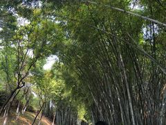 -玉树公园