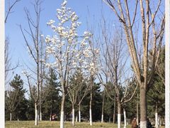 -洨河生态公园