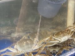 -阳澄湖大闸蟹·琼灵阁牌品牌连锁(吴中总店)