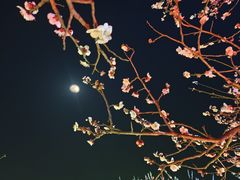 -香雪海