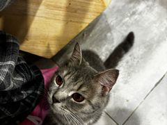 -楼上猫咖(罗湖店)