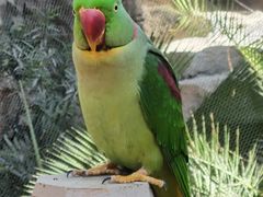 -南宫五洲植物乐园